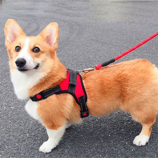 Harnais Chien | Anti - Traction Rouge - Excursion Chien