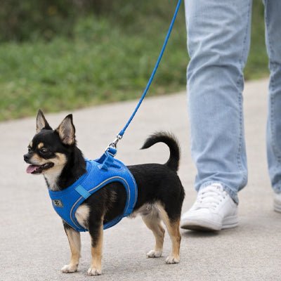 Harnais Chihuahua | Respirant Ajustable - Excursion Chien