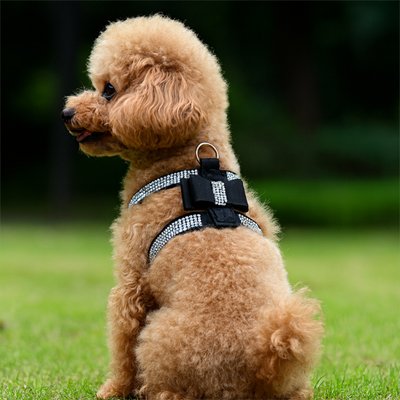 Harnais chiot avec anneau de fixation