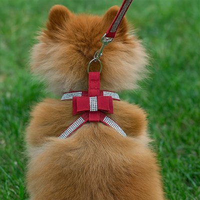 Harnais chiot avec nœud décoratif