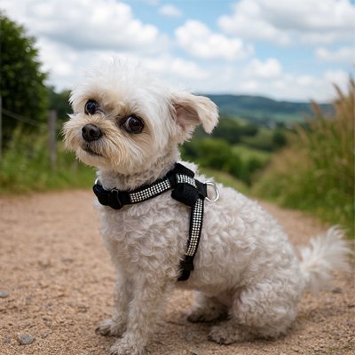 Harnais chiot en matière résistante