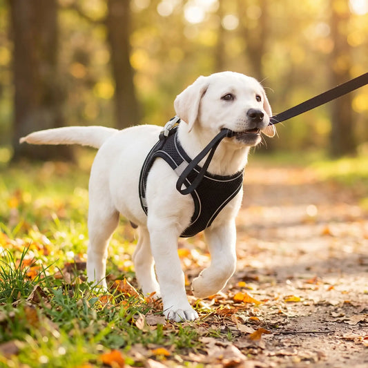 Harnais Chiot | Confort Ajustable - Excursion Chien
