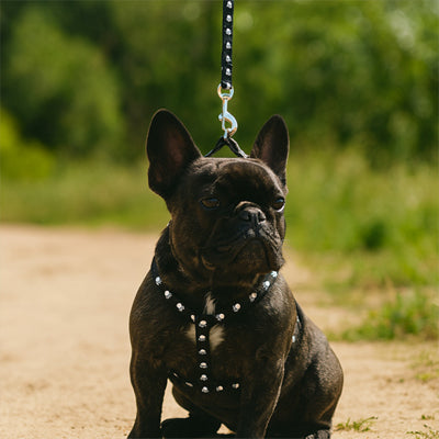 harnais en y chien élégant