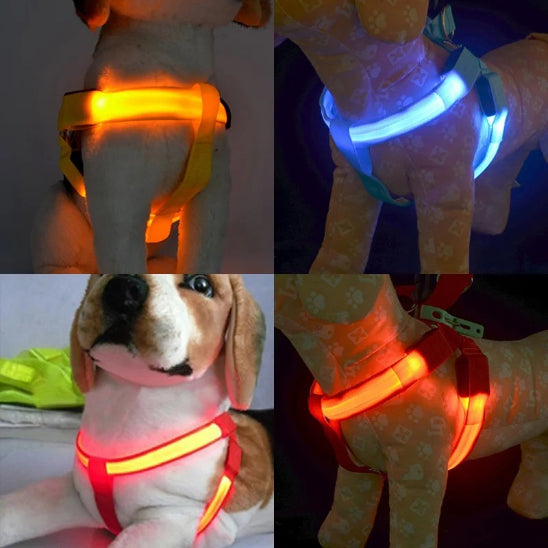 harnais lumineux chien confortable sur-un labrador dans la nuit