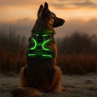 harnais lumineux pour chien à double attache