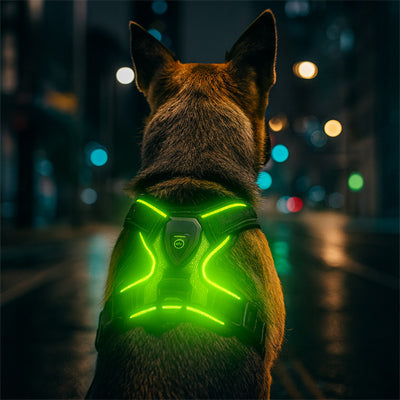harnais lumineux pour chien qui protège sans contraindre