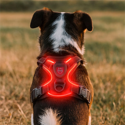 harnais lumineux pour chien sécuritaire