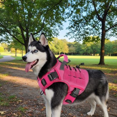 harnais militaire chien robuste