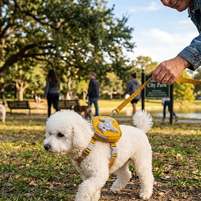 Harnais petit Chien | Mains Libres - Excursion Chien