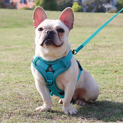 harnais pour bouledogue français confortable
