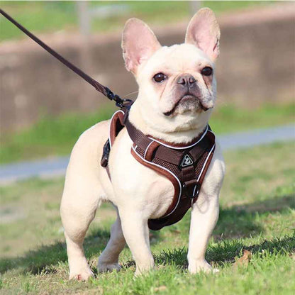 harnais pour bouledogue français marron
