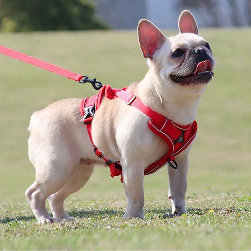 harnais pour bouledogue Français rouge