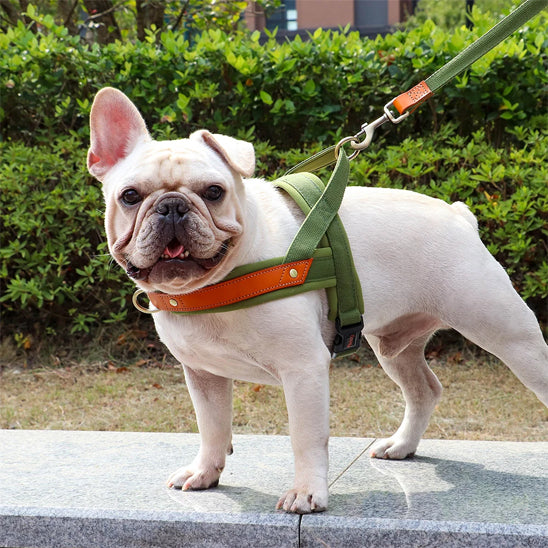 harnais pour chien avec système anti-traction