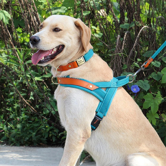harnais pour chien confortable et légé