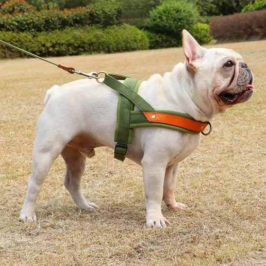 harnais pour chien en Y qui protège le cou