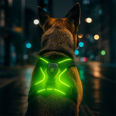Harnais Pour Chien Lumineux | Rechargeable LED - Excursion Chien
