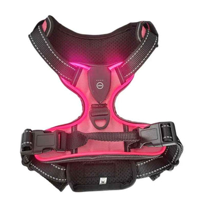 Harnais Pour Chien Lumineux | Rechargeable LED - Excursion Chien