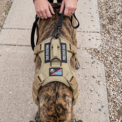Harnais tactique pour chien au style militaire professionnel adapté aux missions de travail et de service