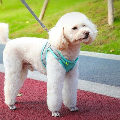 Harnais Petit Chien Respirant & Ajustable - Excursion Chien