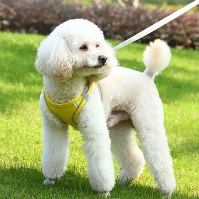 Harnais Petit Chien Respirant & Ajustable - Excursion Chien