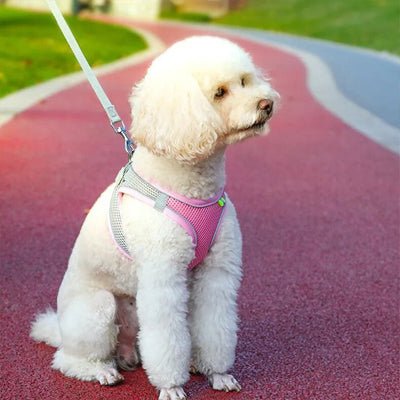 Harnais Petit Chien Respirant & Ajustable - Excursion Chien