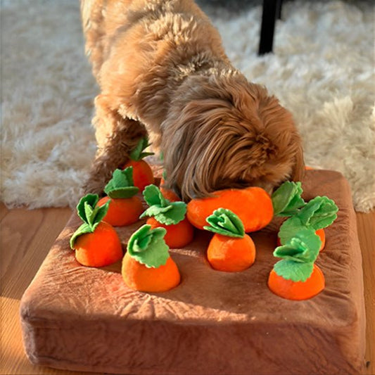 jeu interactif chien | Potager Carottes Couineuses - Excursion Chien