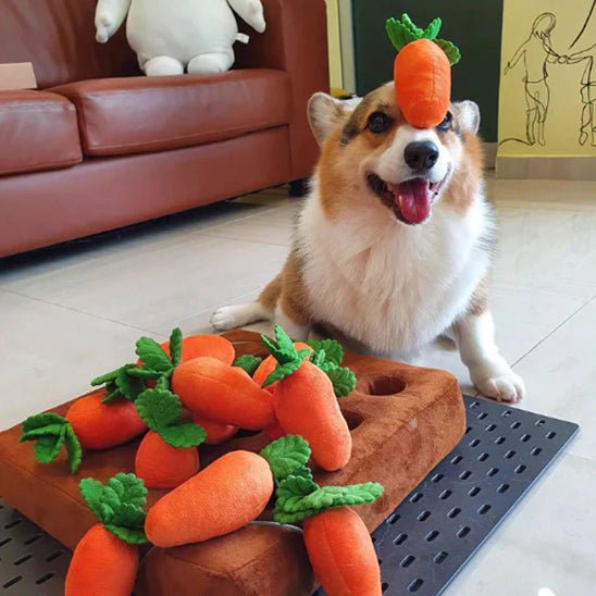 jeu interactif chien | Potager Carottes Couineuses - Excursion Chien