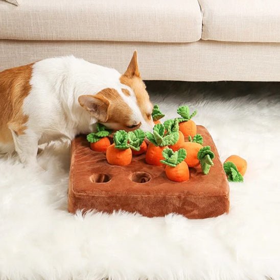 jeu interactif chien | Potager Carottes Couineuses - Excursion Chien