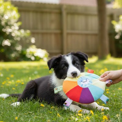 jeu pour chien exterieur | Sensoriel - Excursion Chien