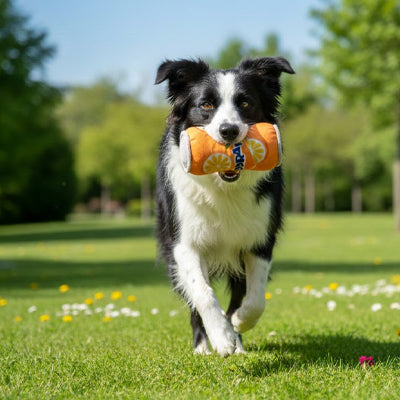 jouet a machouiller chien qui stimule les sens de l'animal
