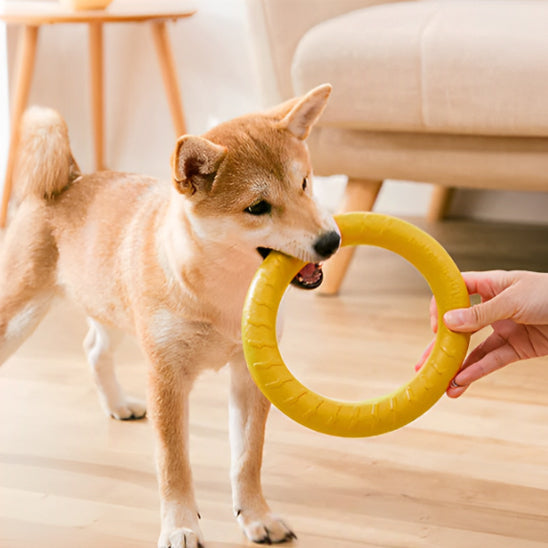 jouet anneau pour chien parfait pour toutes vos aventures