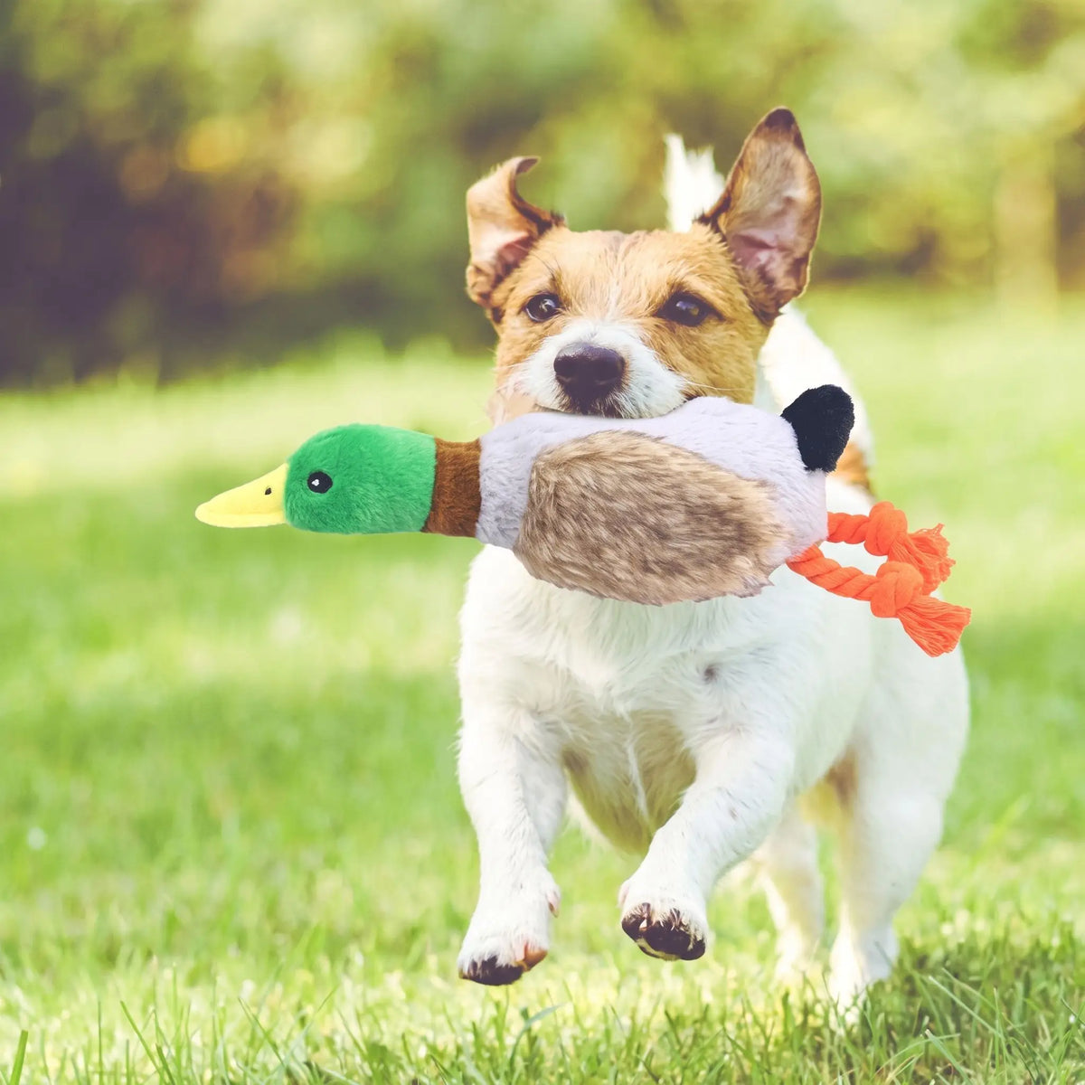 Jouet Canard Pour Chien | Ultra-résistant - Excursion Chien