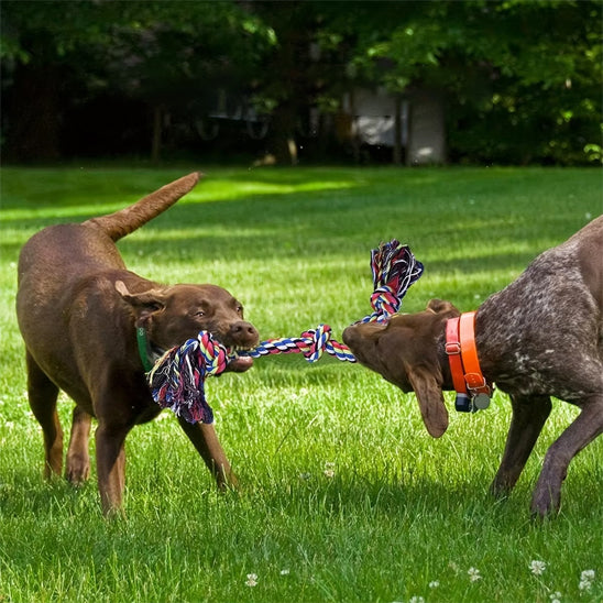 jouet grand chien qui prend soin de la santé dentaire