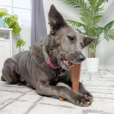 jouet indestructible pour molosse qui renforce votre complicité