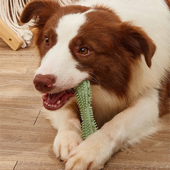jouet pour chien a macher qui fait disparaître plaque et tartre