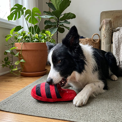 jouet pour chien a macher qui transforme l'ennui en plaisir