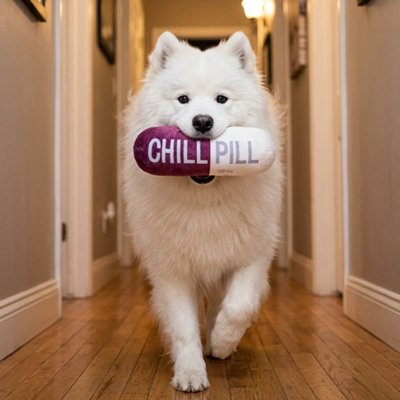 Jouet pour chien​ qui évoque la détente et le calme