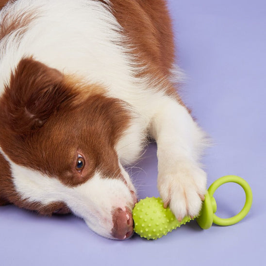 jouet tétine pour chien qui apaise les nuits de votre animal