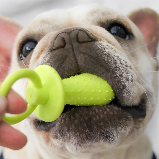 jouet tétine pour chien qui soulage les douleurs de gencives de votre compagnon