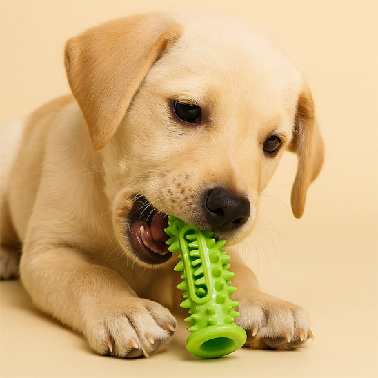 jouets pour chiots 3 mois qui réduit la plaque dentaire 