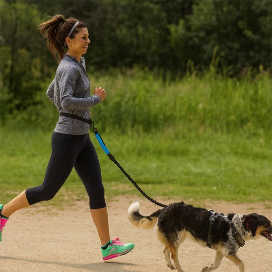 Laisse chien main libre avec sangle ergonomique répartissant le poids uniformément sur le corps