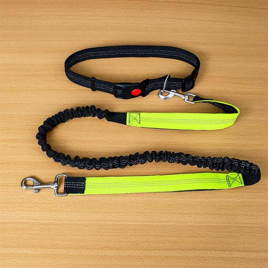 Laisse chien main libre multicolore dégradé attractif et moderne pour une visibilité optimale