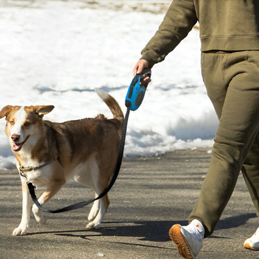 laisse enrouleur pour gros chien qui combine sécurité maximale et liberté de mouvement