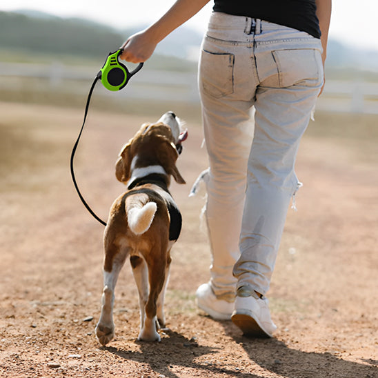 laisse enrouleur pour gros chien résistante aux tractions
