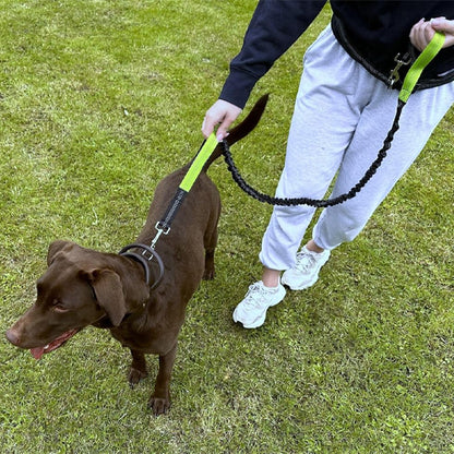 laisse main libre pour chien avec ceinture abdominale ajustable