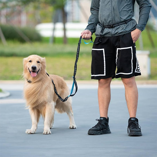laisse main libre pour chien qui protège votre dos