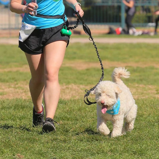laisse mains libres pour chien qui absorbe les chocs et tractions brusques