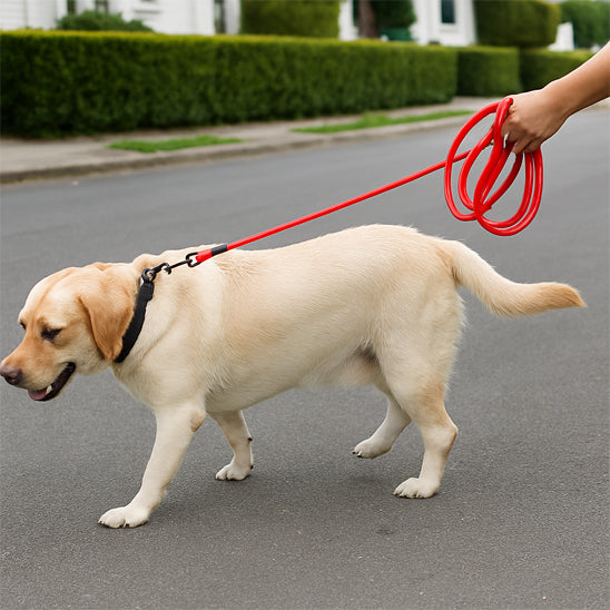 laisse pour chien longue qui réduit la tension dans le bras