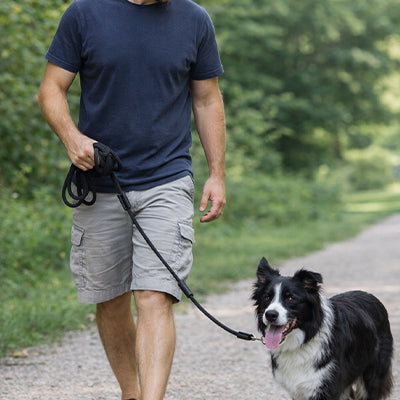 longue laisse pour chien ajustable