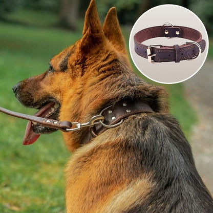 Collier cuir Chien luxueux